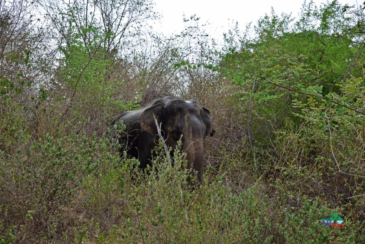Nil Bawana Nature Resort Udawalawe Eksteriør billede